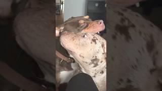 MERLE VS TRI BULLYpitbull xlbully puppy americanbully bullybreed shorts dog [upl. by Alit]