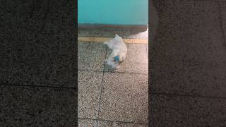 dog playing with squeaky balls  dog playing shorts [upl. by Cahan]