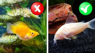 My Honest Review of 10 Beginner Fish from Petco [upl. by Natka597]