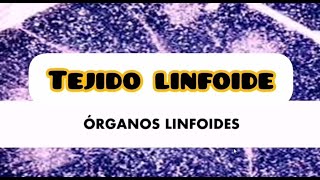 TEJIDO LINFOIDE [upl. by Nicolas887]