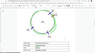 Reading Plasmid Maps [upl. by Monroy]