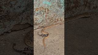 Snake Vs Scorpion Fight 😱🐍 सांप और बिच्छू की लड़ाई देखे 😰 shorts youtube [upl. by Kantor]