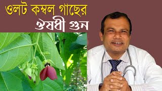 যৌন রোগ এবং অনিয়মিত ঋতুস্রাবের মহাওষুধ  ওলট কম্বল গাছের উপকারীতা ও ব্যাবহার ulot kombol upokarita [upl. by Isadore]