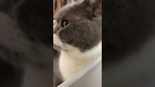 lively lively musiccat kittypets kitten cute funny cats animals fypシ゚viral fyp fyp kitty [upl. by Nonnac]