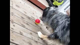 Amazing Blind Dog Loves to Play Ball [upl. by Nnail]