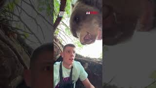 🐻 Un Youtubeur Serbe se retrouve nezànez face à un ours [upl. by Melinde]