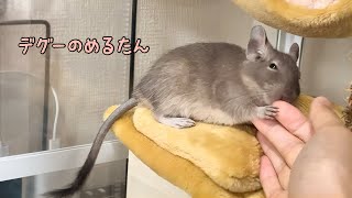 デグーを迎えてから2ヶ月目の様子／デグーのめるたん Merutan is a degu [upl. by Enaillil591]