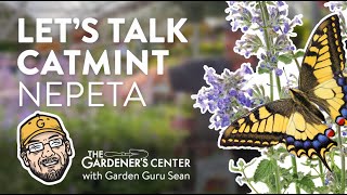 Lets Talk Catmint Nepeta 💜 Garden Guru Sean at The Gardeners Center [upl. by Cressy577]