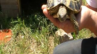 tortues dhermann comment reconnaitre un male dune femelle [upl. by Aronas]