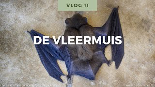 Natuur Weetjes voor kinderen Vlog 11 De vleermuis [upl. by Alecram658]