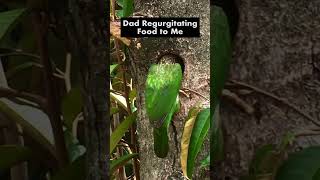 Myna amp Gecko Come Say Hi to Little Bird – Lineated Barbet Regurgitation Feed Chick in Hole [upl. by Jereld372]