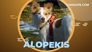 Alopekis Greek Dog Breed Information and Facts [upl. by Xylia495]