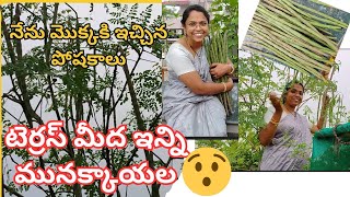 మునగ మొక్కకి నేను ఇచ్చిన పోషకాలు ఎన్ని కాయలు వచ్చాయో చూడండిAadiLakshmiTerraceGarden munaga pla [upl. by Torrence]