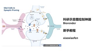 Biorender新手零基础教程 科研示意图绘制神器 注册和入门教程 [upl. by Calva]