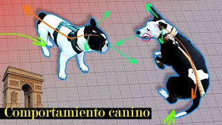 Etología canina  quotArco de acercamientoquot parte 1 [upl. by Arrimat651]