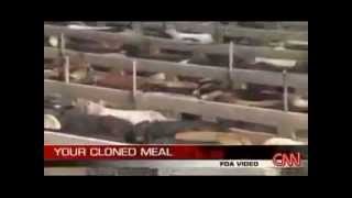 CLONED MEAT  Its in supermarkets already  FDA says No labels required [upl. by Novhaj]