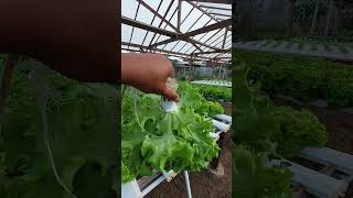 Batavia Lettuce Maritima Benih yang mulai hilang 😑 hidroponik selada seladahidroponik maritima [upl. by Simonetta]