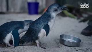 Zoo Tales  Korora  the worlds smallest penguin [upl. by Imalda]