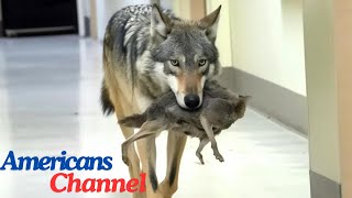 Wolf Breaks Into Hospital – Nurse Brought to Tears by What It Carries in Its Mouth [upl. by Gaspar]