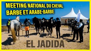 EL Jadida  Meeting National du cheval Barbe et ArabeBarbe [upl. by Fruma]