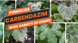 Carbendazim Fungicide BroadSpectrum Fungal Disease Control  Uses Mode of Action amp Dosage [upl. by Auburn]