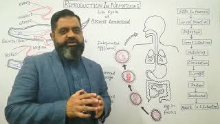 Life Cycle of Ascaris English medium profmasoodfuzail Reproduction in Nematodes [upl. by Hrutkay]