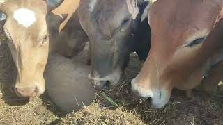 Modern feedlot farm advanceagriculture agriculture farming bull feedlot [upl. by Viole]