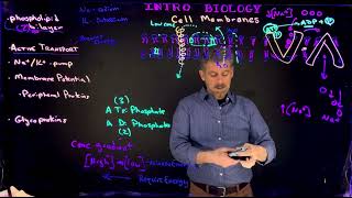 Membrane Transport [upl. by Key]