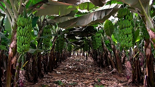 Caracteristicas de la Producción de Banano Criollo  TvAgro por Juan Gonzalo Angel [upl. by Ot897]