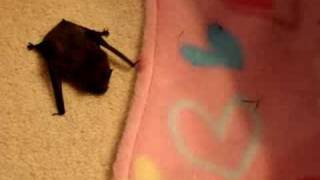 Tiny pipistrelle bat found on the driveway [upl. by Mikal]