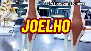 JOELHO articulação menisco ligamentos e suas funções [upl. by Nayr792]