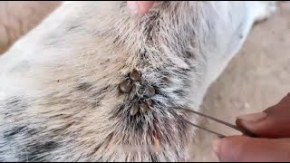 Get Removing ticks from Dog [upl. by Seline138]