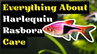 The Complete Guide To Harlequin Rasbora Care Harlequin Rasbora Breeding and Tank Mates [upl. by Nireil]