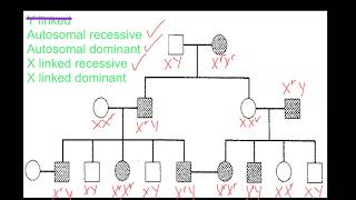 Pedigree Analysis [upl. by Allemahs]