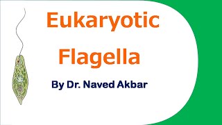 Eukaryotic Flagella  Structure of eukaryotic flagella [upl. by Mossberg]