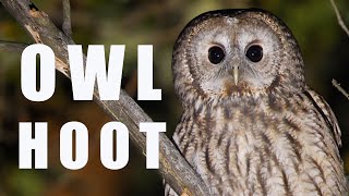 Tawny OWL call at night bird sounds and noises [upl. by Ardien]