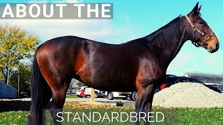 About the Standardbred [upl. by Neladgam]