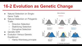 Ch 16 Evolution of Populations [upl. by Childs]