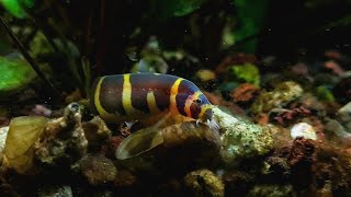 NOODLE Loach hunt their food ft Kribensis Cichlid Planted Community Aquarium [upl. by Enamrahs]