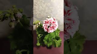 ЛиАМильфей pelargonium цветы garden пеларгонии [upl. by Sollows]