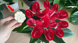 With just one clove of garlic the Anthurium plant suddenly blooms miraculously  Natural Fertilizer [upl. by Ledarf]