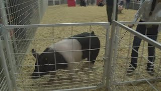 Hundreds of students showing off animals theyve raised at Walter Gerlach Livestock Show [upl. by Enalb507]