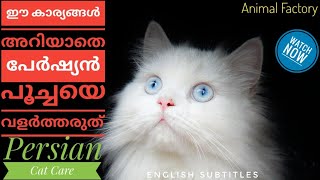 How to care Persian Cat  Malayalam  Animal Factory [upl. by Geraldina961]