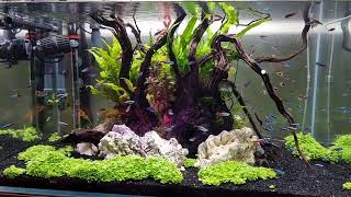 Aquarium scaping 10 month [upl. by Ahsinac]