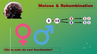 Meiose Sex amp Gender Zellbiologie Vorlesung Teil 14 [upl. by Ailati]