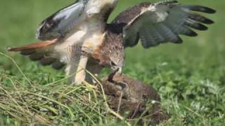 workshop roofvogel en natuurfotografie [upl. by Nassi]