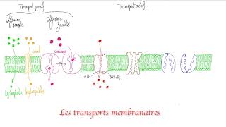 Les transports membranaires [upl. by Wendel]