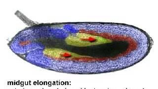 Drosophila Gastrulation [upl. by Marra903]