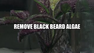 How to remove Black Beard Algae from your aquarium [upl. by Courtenay]