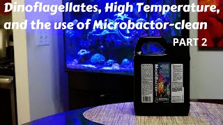 Dinoflagellates response to Temperature and Bacteria  PART 2 [upl. by Ahsek100]